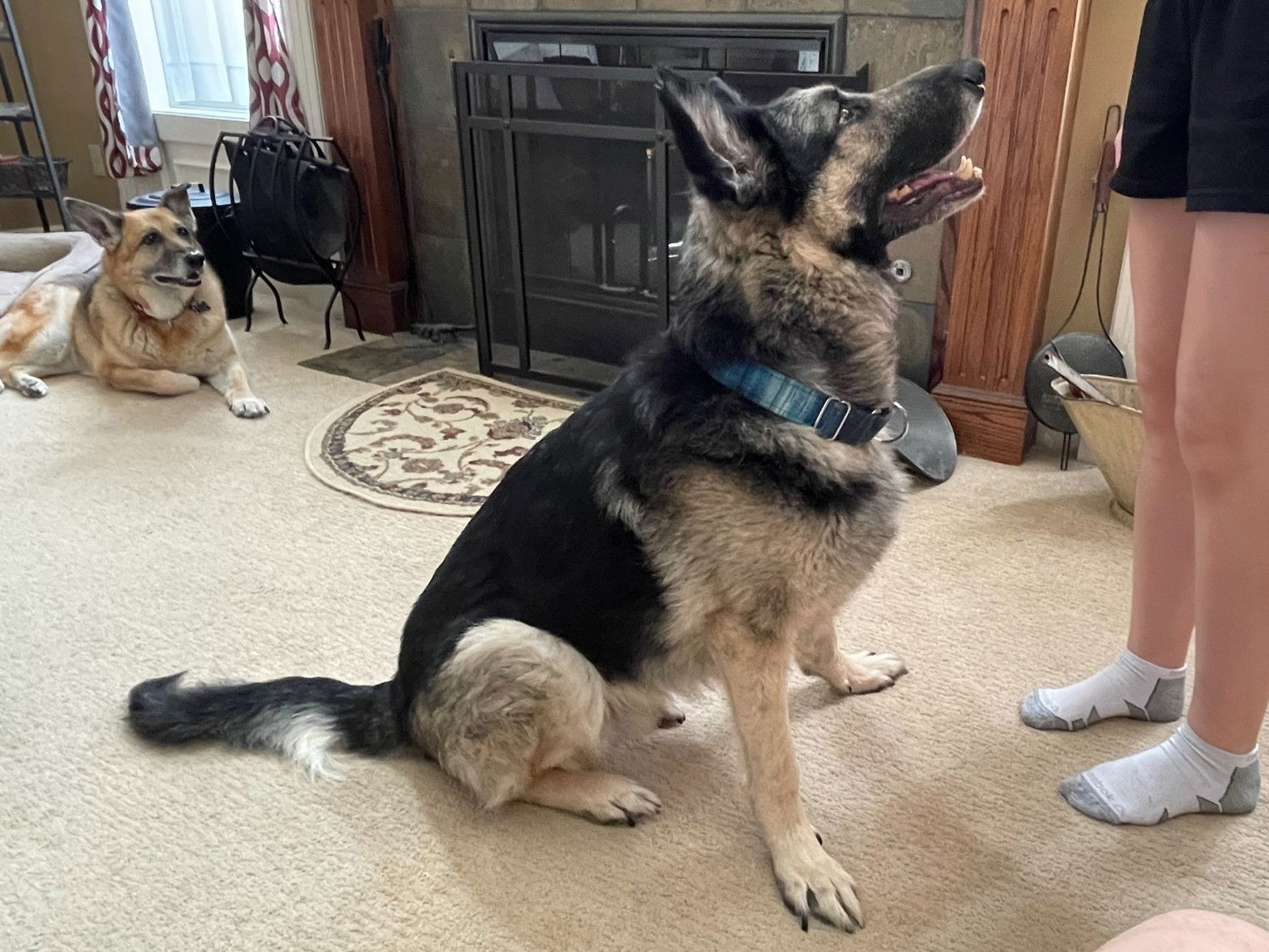 adoptable Dog in North KC, MO named Bear