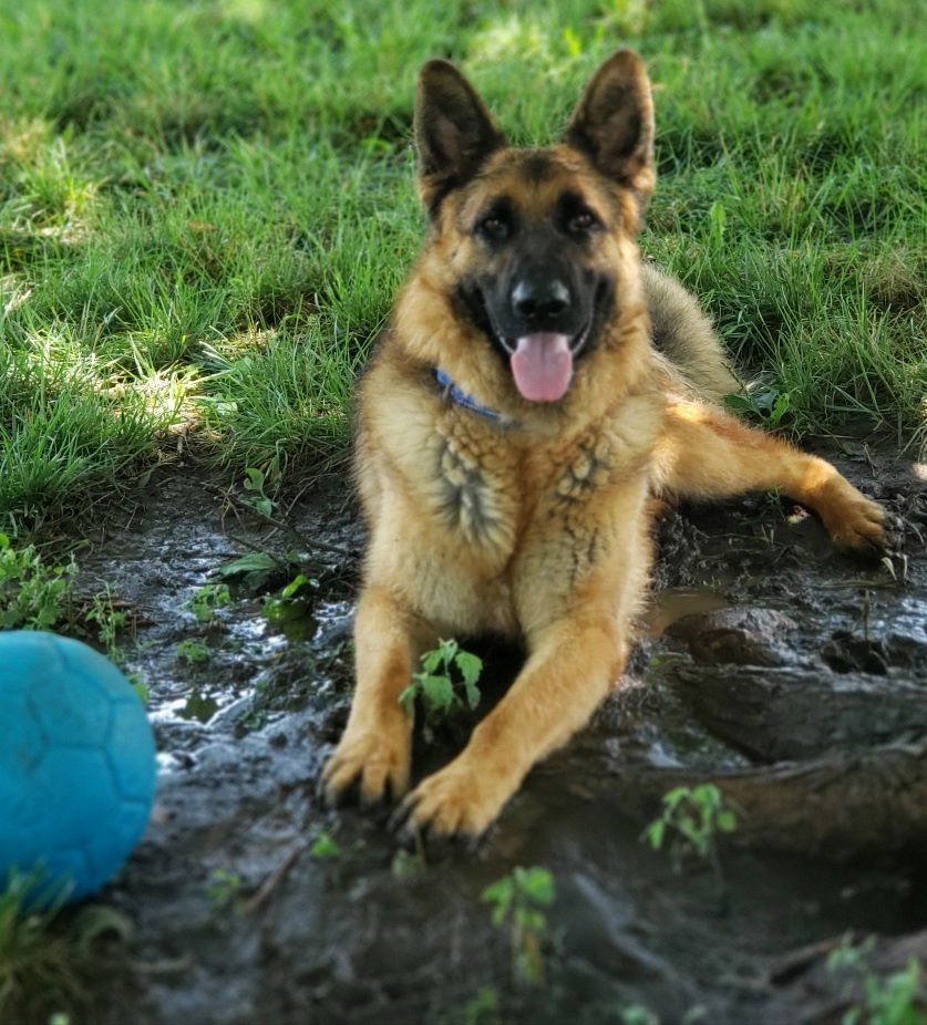 adoptable Dog in North KC, MO named Bronx