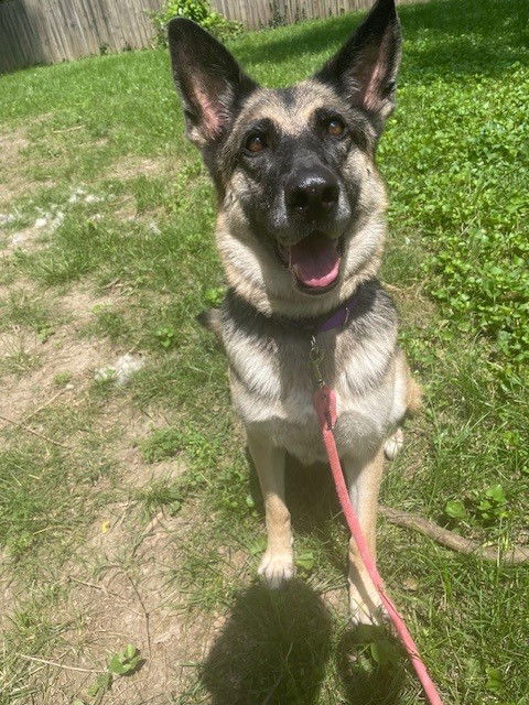 adoptable Dog in North KC, MO named Daisy