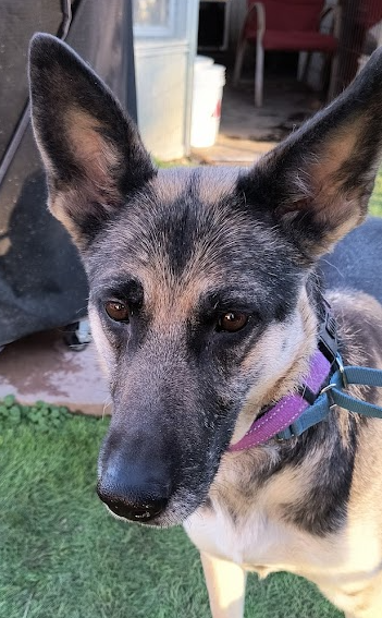 adoptable Dog in North KC, MO named Daisy