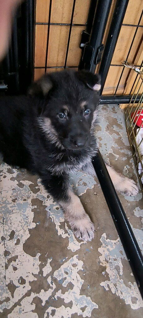 Slade (Daisy's Litter)