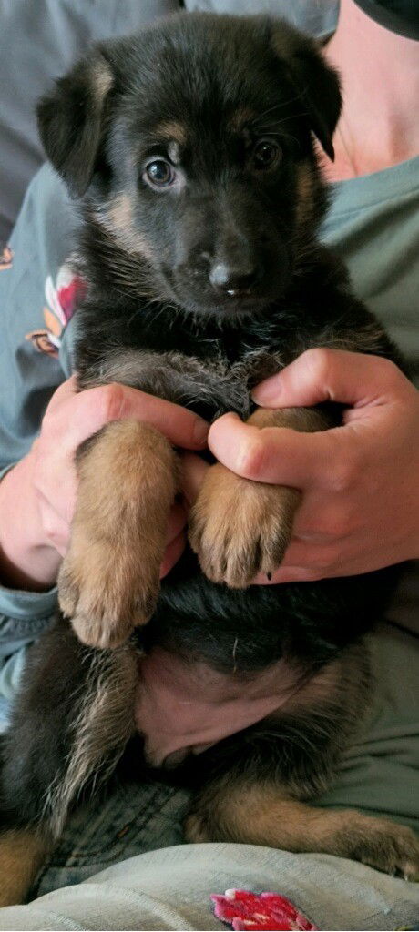 Sunny (Daisy's Litter)