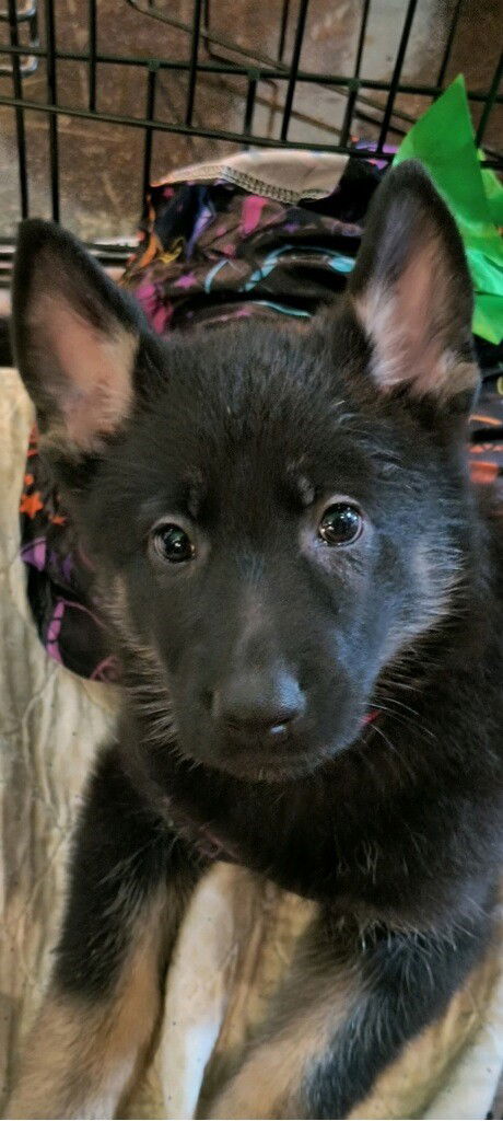 Reya (Daisy's Litter)