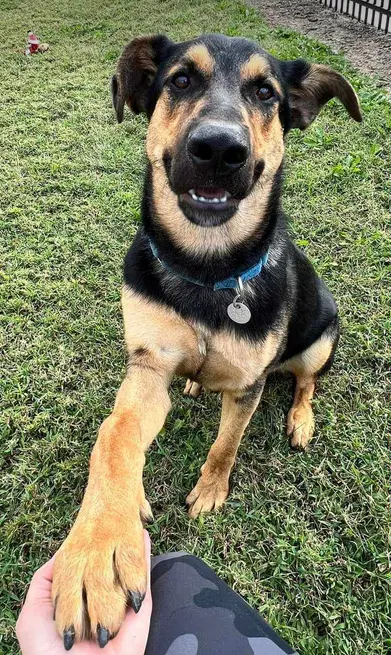 Kobe - German Shepherd Dog