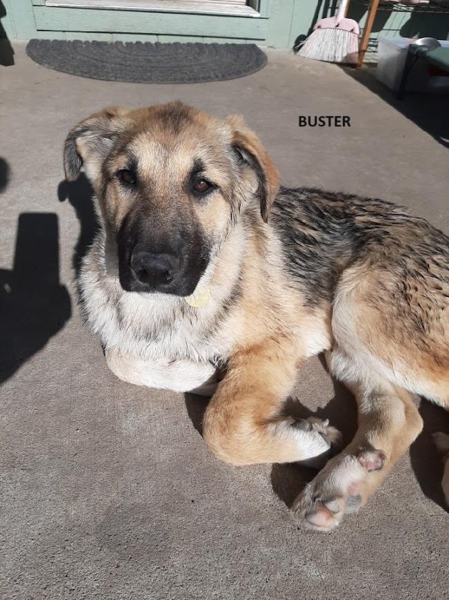 adoptable Dog in North KC, MO named Buster