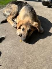 adoptable Dog in North KC, MO named Dave
