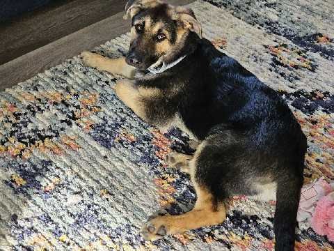 adoptable Dog in North KC, MO named Feyre
