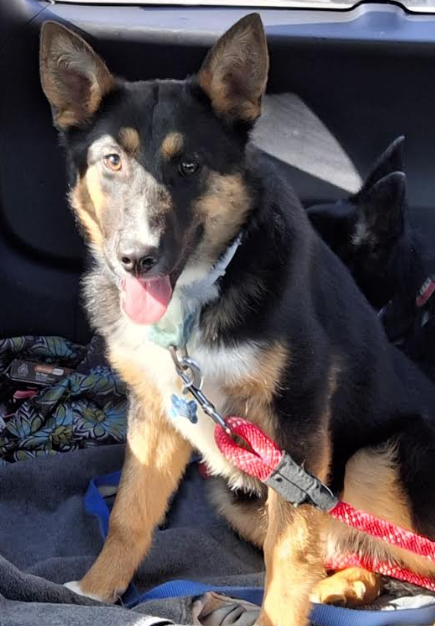 adoptable Dog in North KC, MO named Mary
