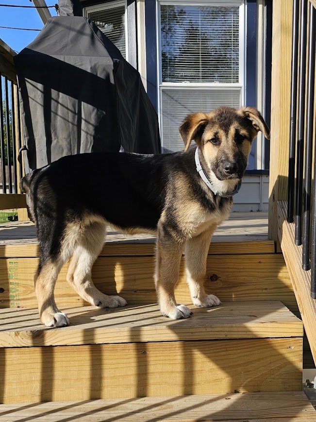 adoptable Dog in North KC, MO named Nesta