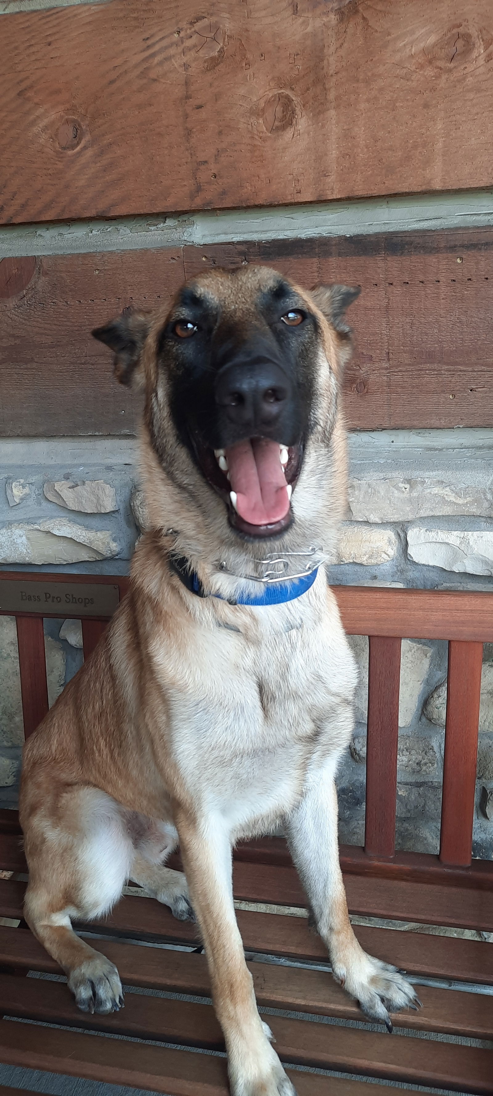 adoptable Dog in North KC, MO named Charlie