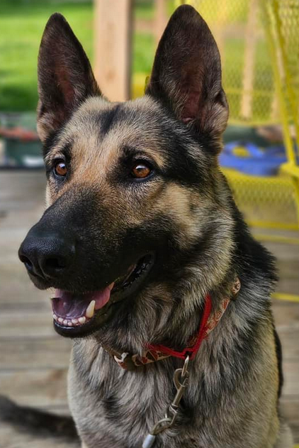 Dog for Adoption - Lugo, a German Shepherd Dog in Lawrence, KS | Alpha Paw