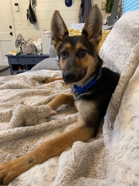 adoptable Dog in North KC, MO named Willy