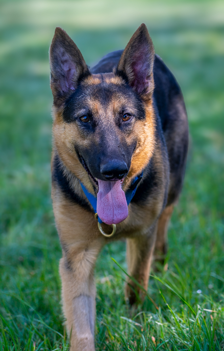 Ziva