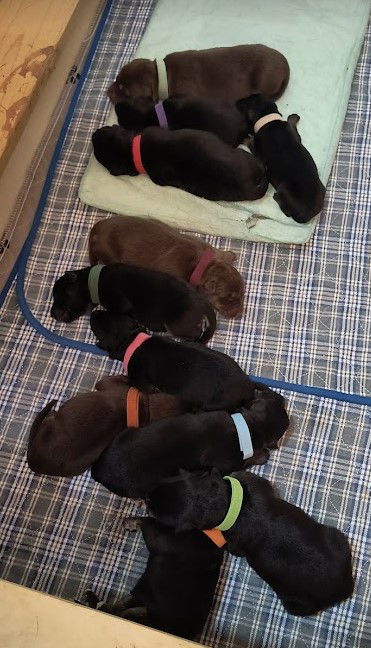 Nova's Litter