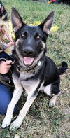 adoptable Dog in , MO named Fin