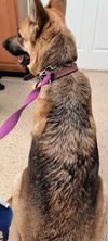 Chrysa (whelping hold)