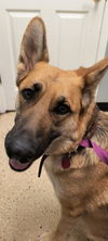 Chrysa (whelping hold)