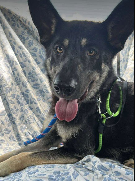 adoptable Dog in North KC, MO named Summer
