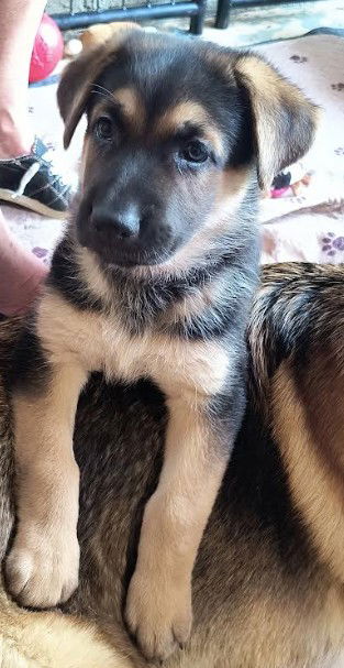adoptable Dog in North KC, MO named Lily