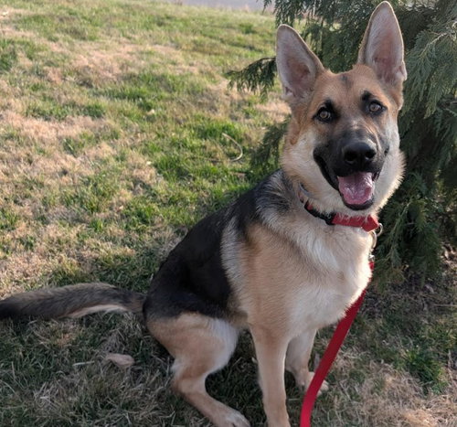 Lily, an adoptable German Shepherd Dog in Kansas City, MO