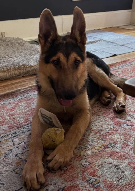 Atlas