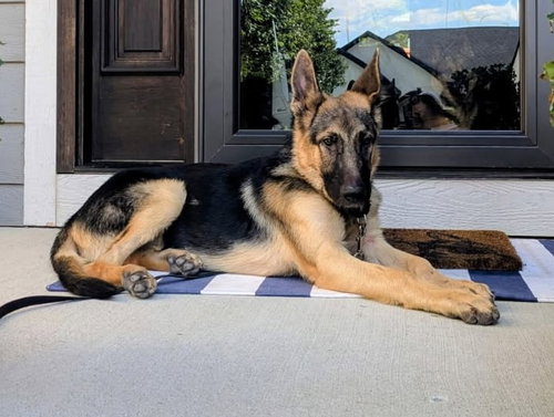 picture of the dog needing adoption