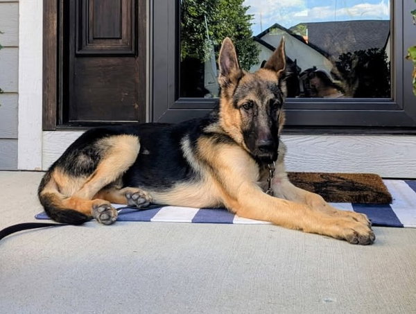 Rex