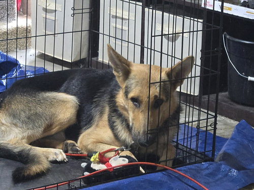 ELSIE - German Shepherd Dog available for adoption