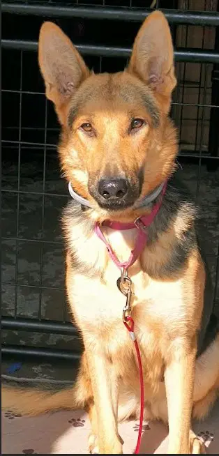 Elsie - German Shepherd Dog