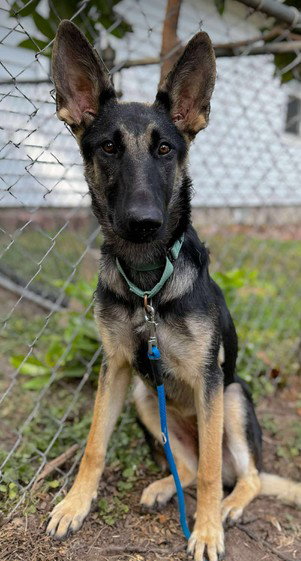 picture of the dog needing adoption