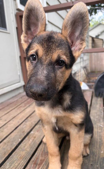 picture of the dog needing adoption