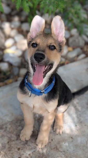 picture of the dog needing adoption