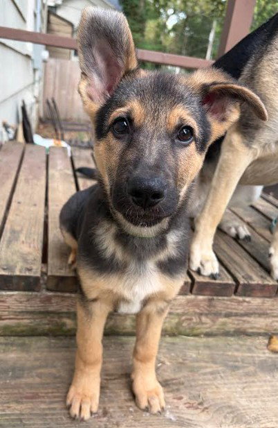picture of the dog needing adoption