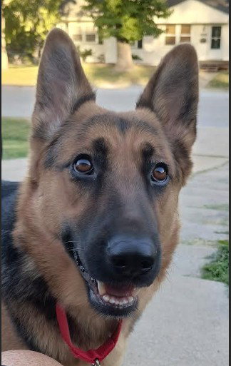picture of the dog needing adoption