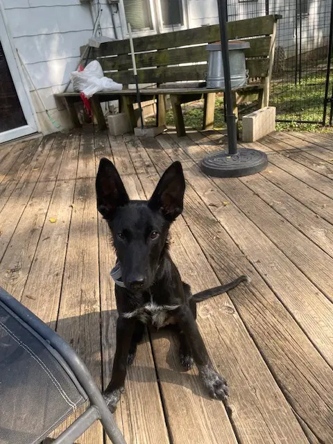 Loki image 4
