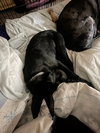 Loki - Photo 4