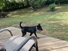 Loki - Photo 5