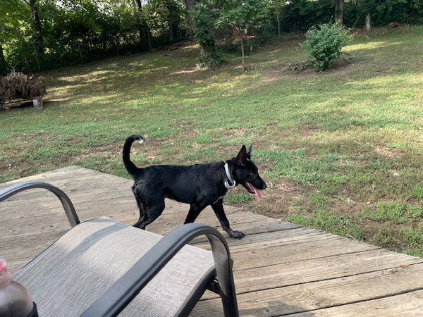 Loki