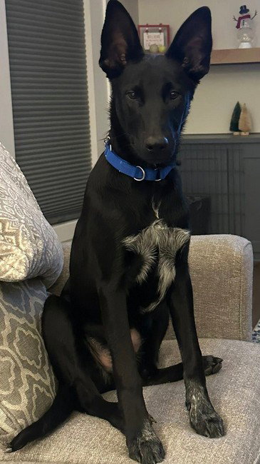 Loki Image