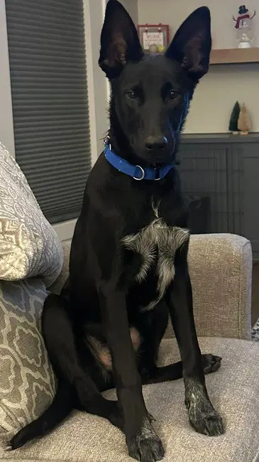 Loki image 2