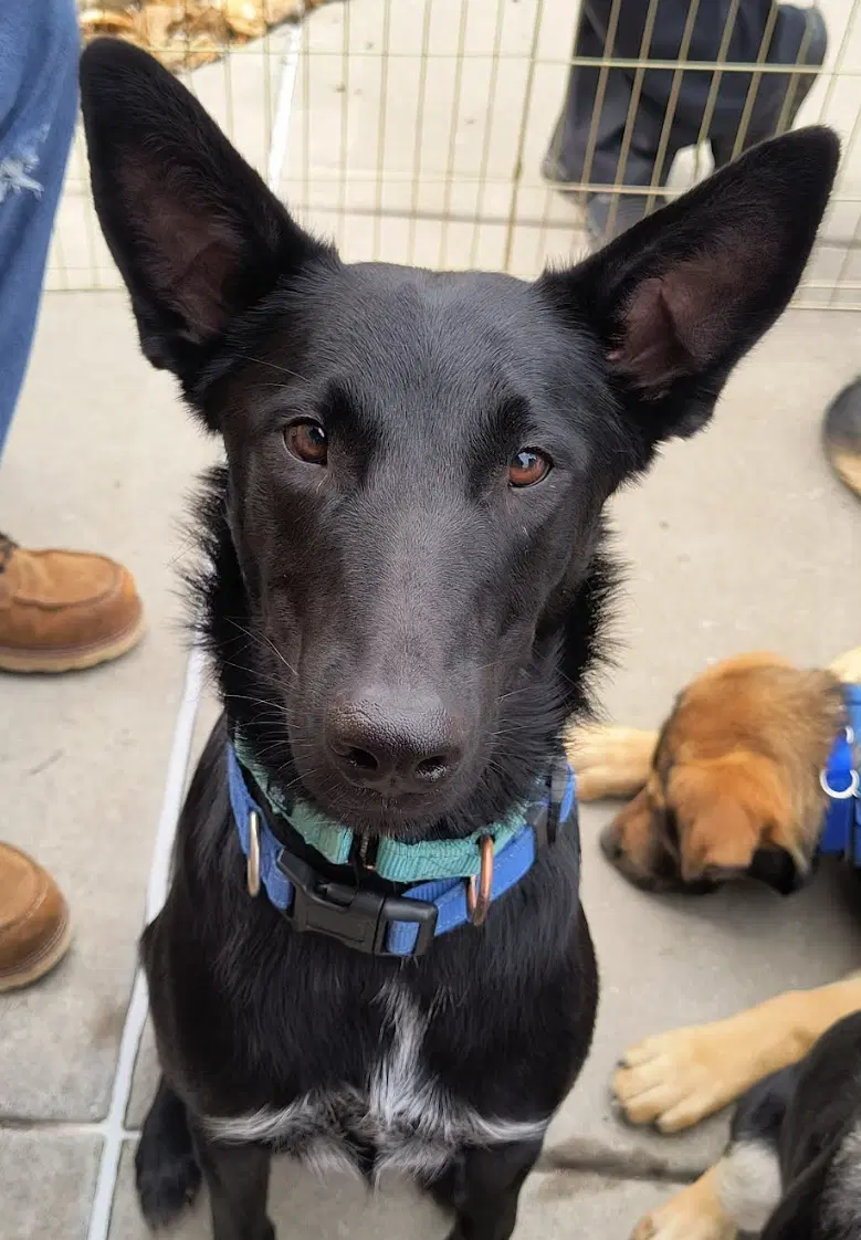 Loki - Belgian Shepherd Malinois