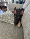 Thor - Photo 4