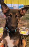 Thor - Photo 3