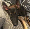 Thor - Photo 2
