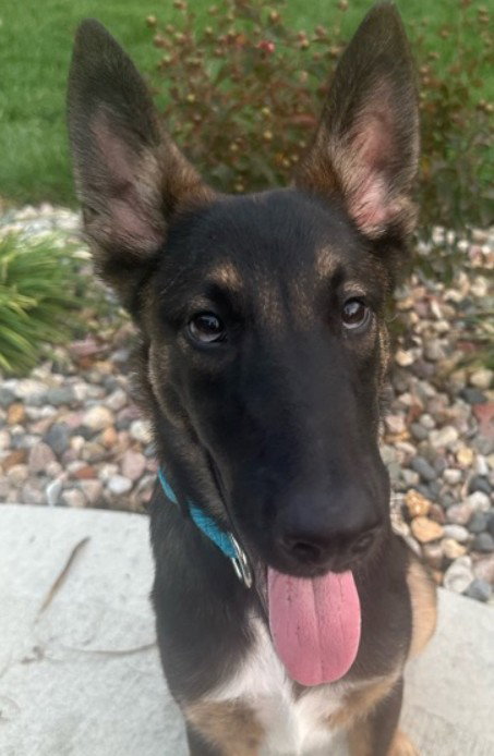 picture of the dog needing adoption