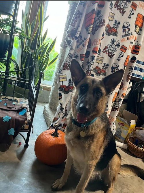 NYX - German Shepherd Dog available for adoption