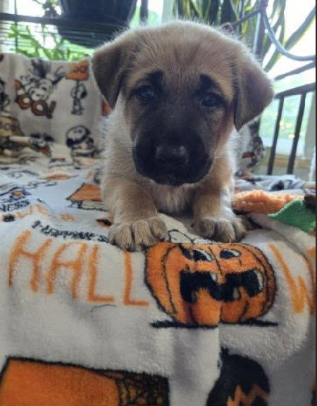 picture of the dog needing adoption