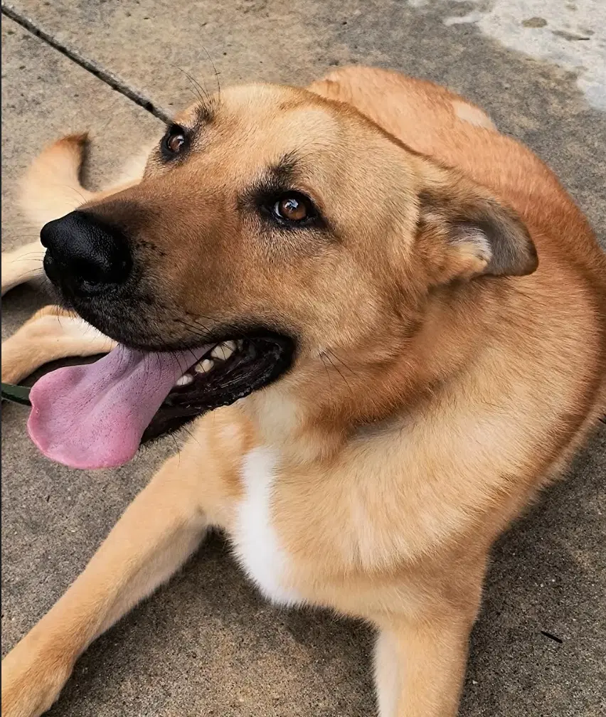 Bodie - German Shepherd Dog