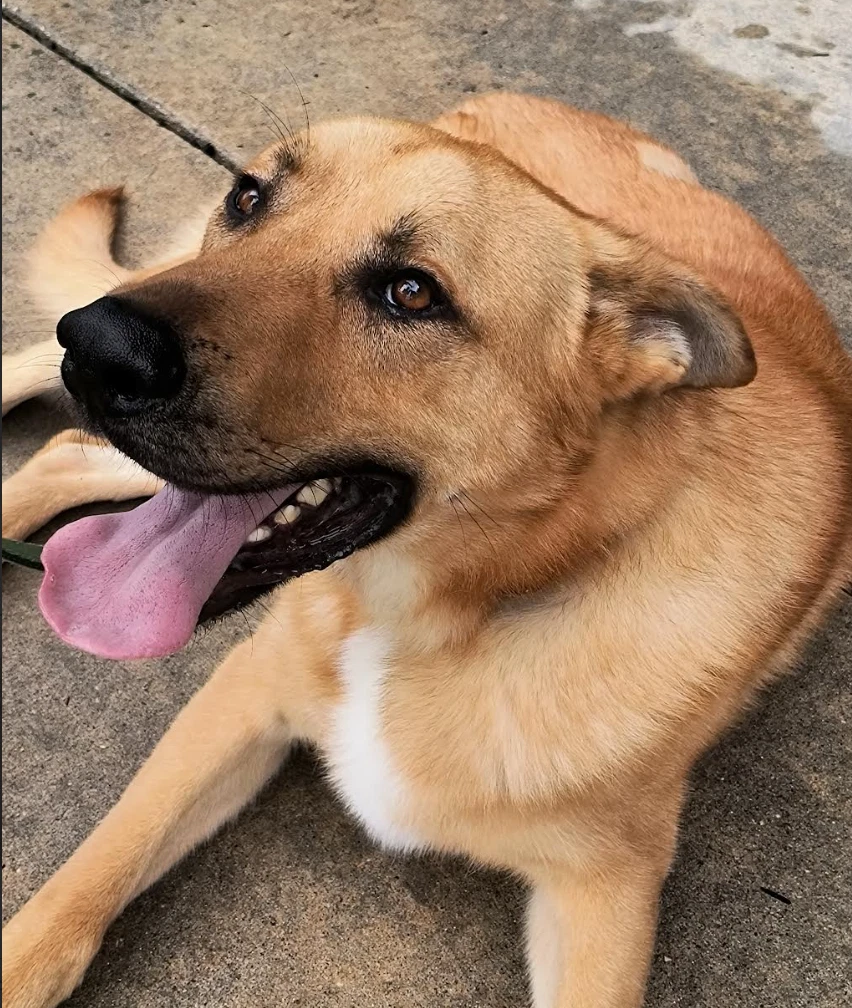 Bodie