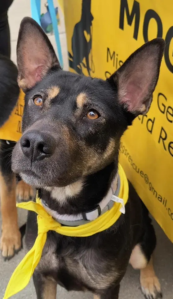 Prin - Shepherd